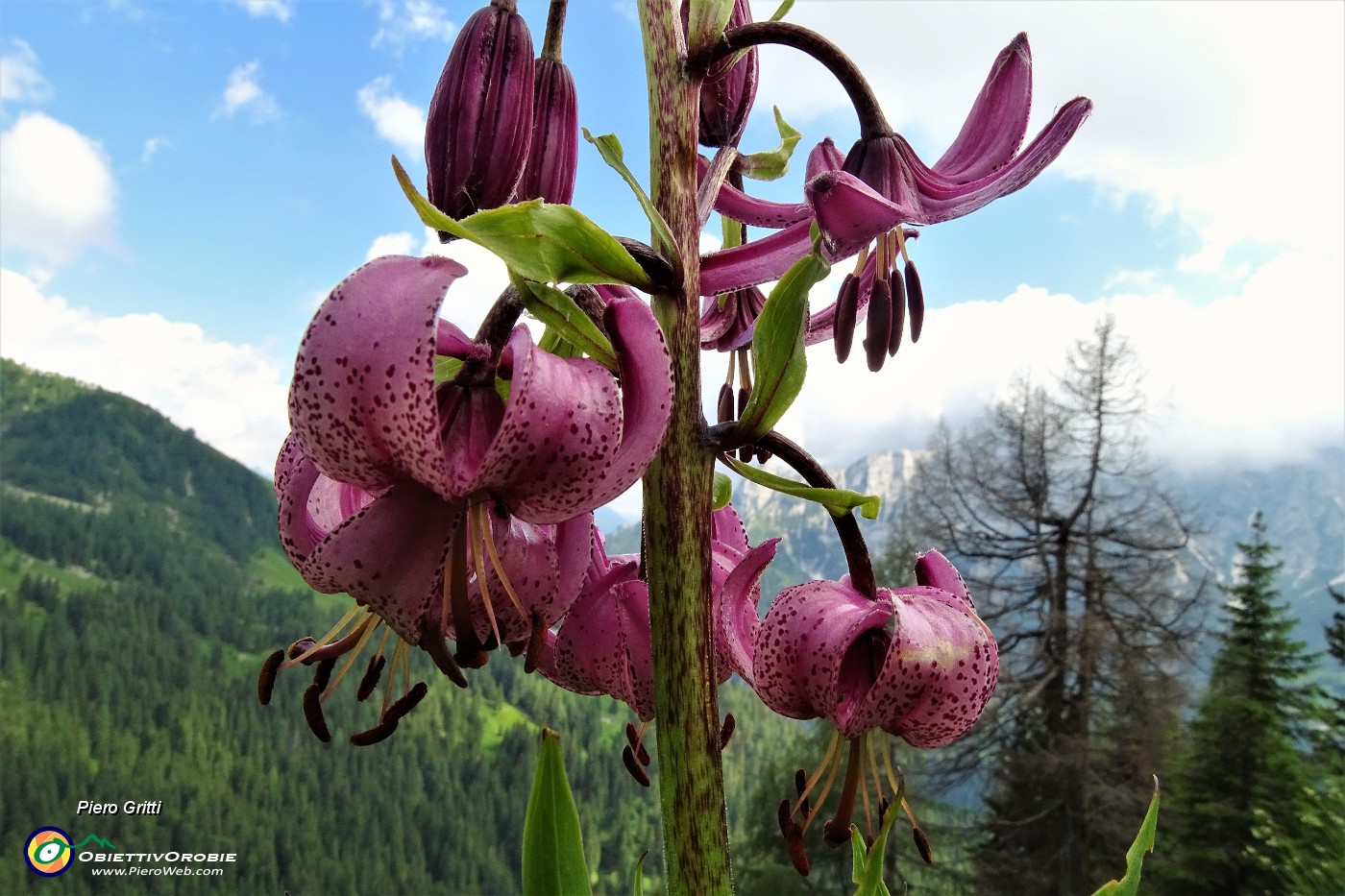 97 Giglio martagone (Lilium martagon).JPG